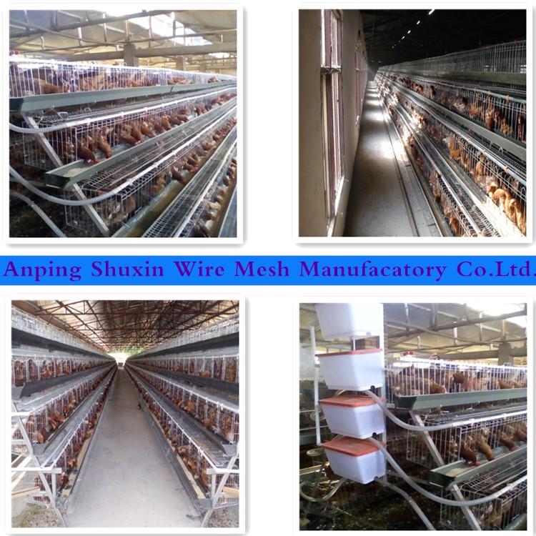 Automatic poultry  farming equipment hen chicken cage