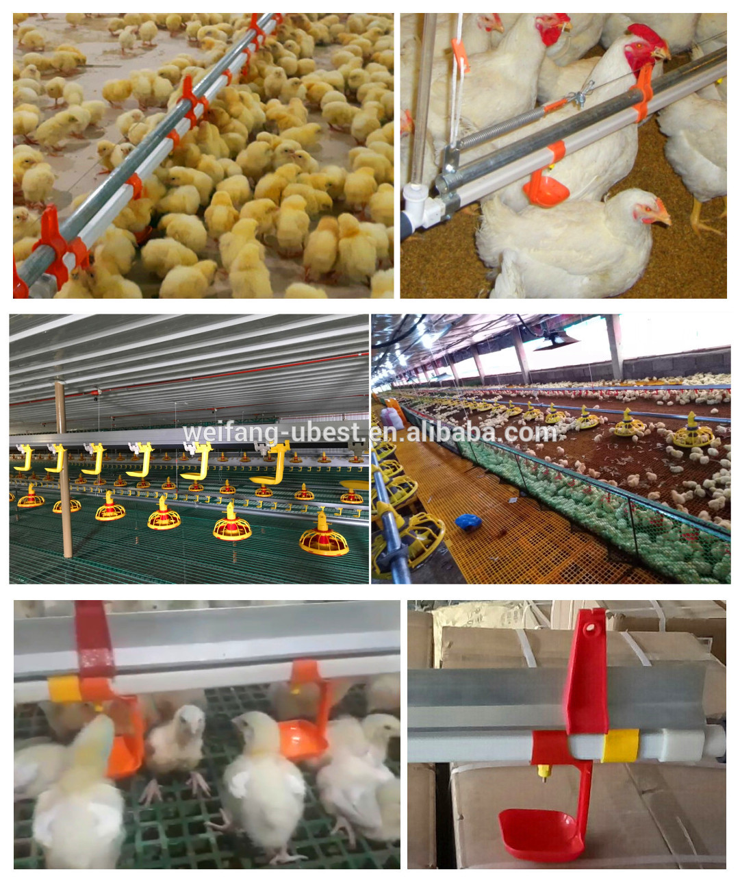 poultry farm equipment price broiler farms in argentina