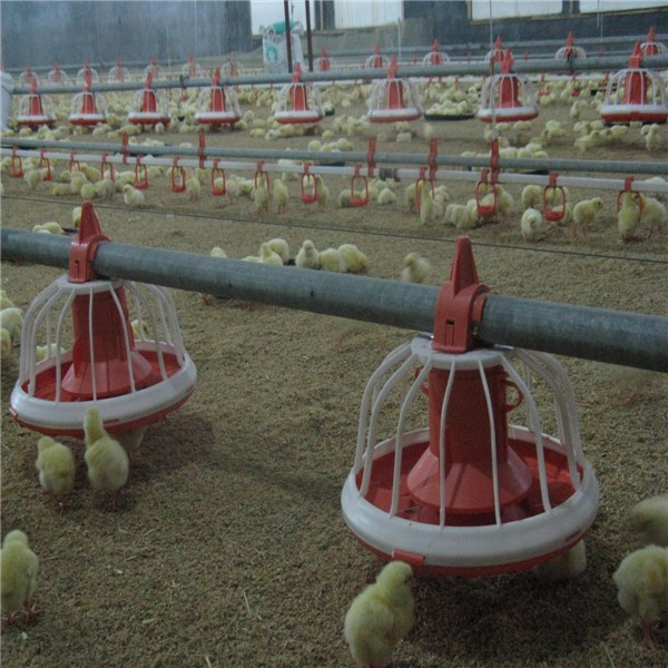 Automatic chicken poultry feeder