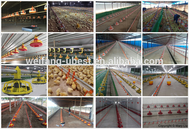 chinese supplier broiler chicken farming equipment for meat production