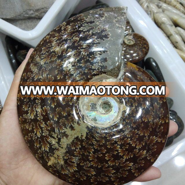 Natural Large Ammonite Fossils Stones Snail Fossils For Gift And Decoration