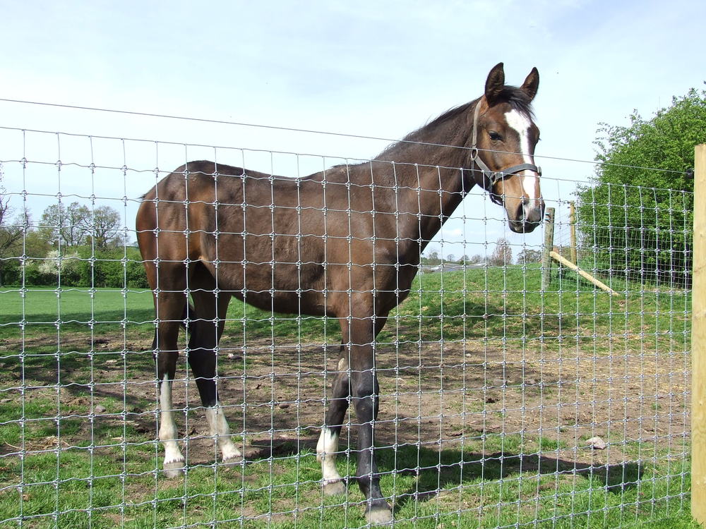 Square Wire Mesh Horse Fence For Sale