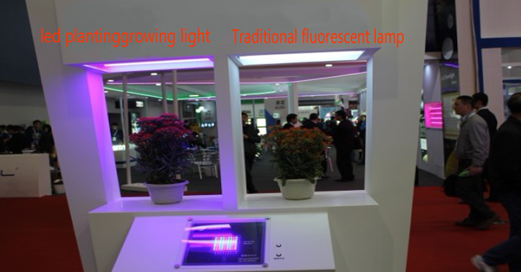 High quality Red wave length 620-630nm blue wave length 450-460nm LED plant grow light price full spectrum made in China