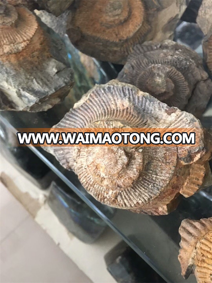 Natural conch fossil rough stone mineral samples for collection