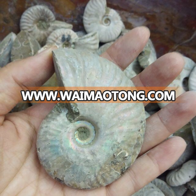 Wholesale Crystal Natural Crystal Color Snail Crystal Stone Fossil Conch Fossil Mineral Specimen