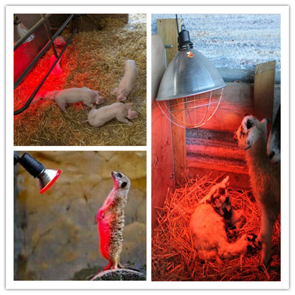 PAR38 150W Infrared heat lamp use for Farmhouse heating