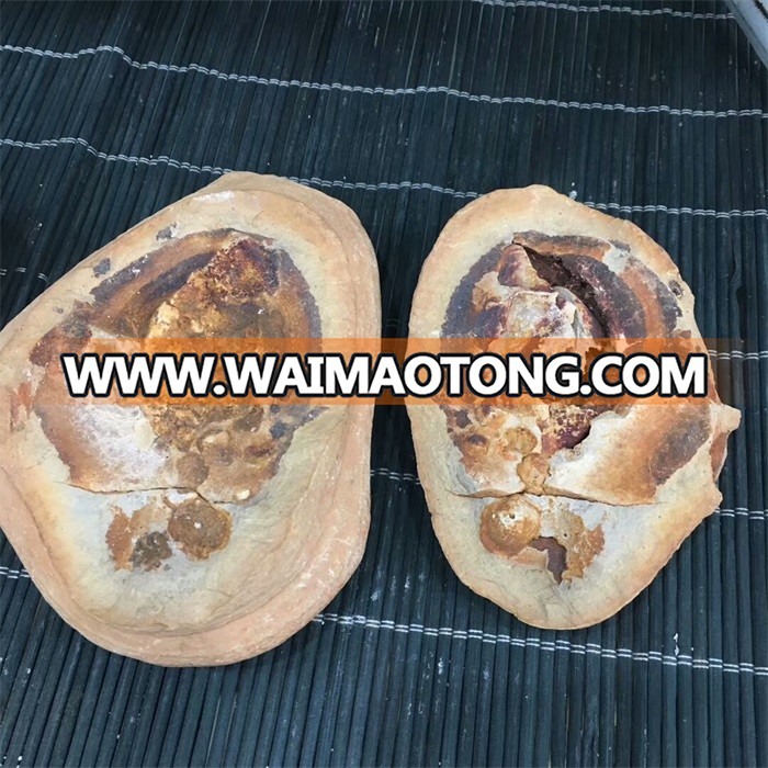 Natural Concretion Stone Fish Fossil For Sale