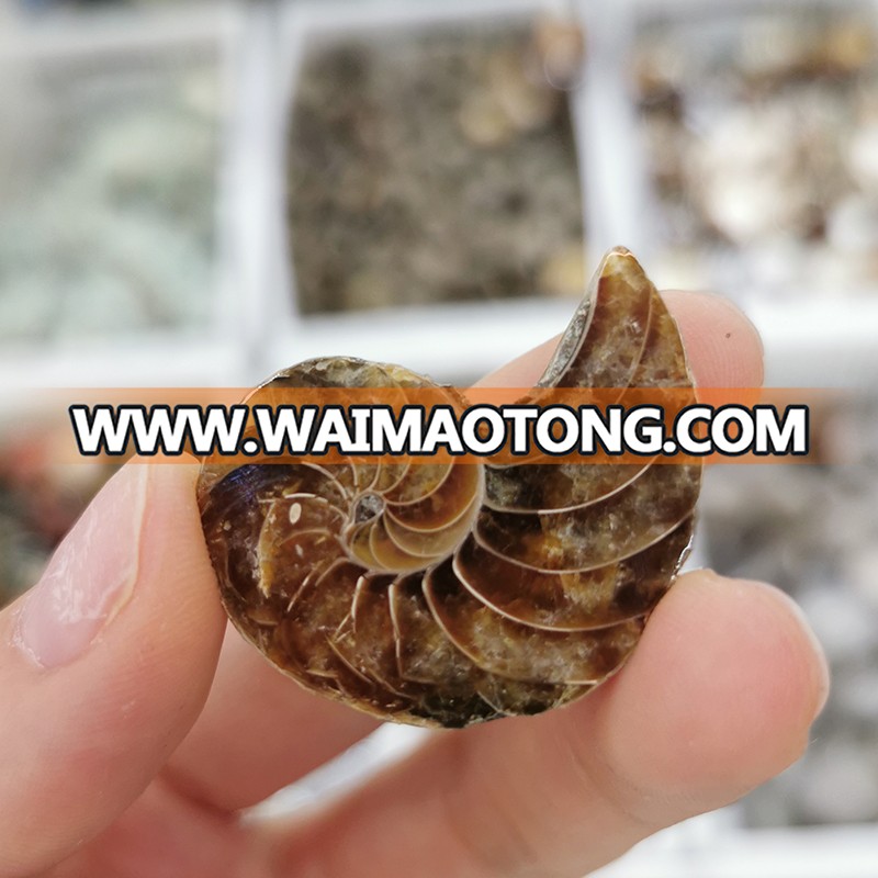 3-5CM Wholesale Natural Ammonite Fossils Jade Madagascar Conch Fossils Slices Conch Shell for Decor