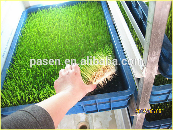 Hydroponic Barley Malting Machine /Green Grass Malting Machine for Sale