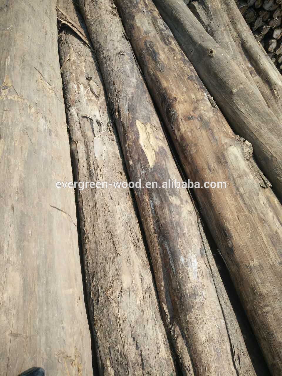 Burma teak round log natural teak whole sale