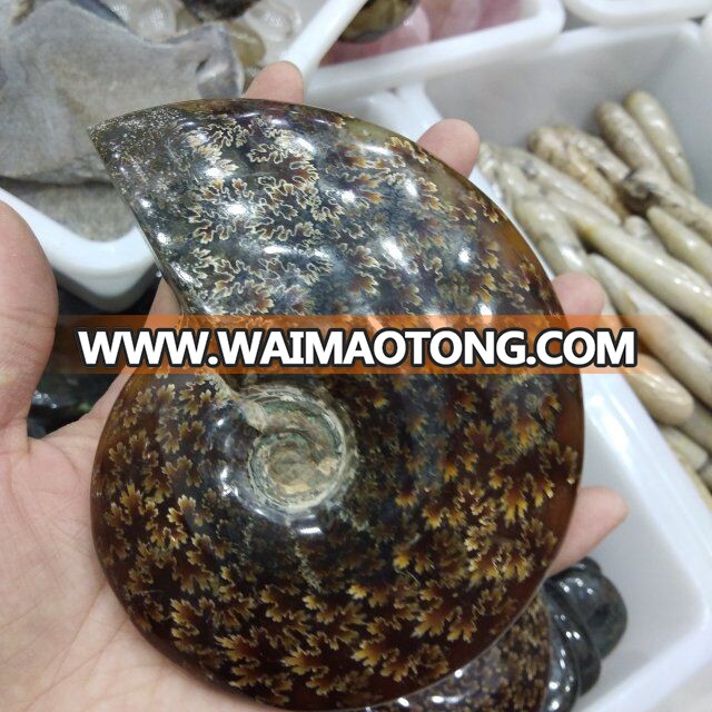 Natural Large Ammonite Fossils Stones Snail Fossils For Gift And Decoration