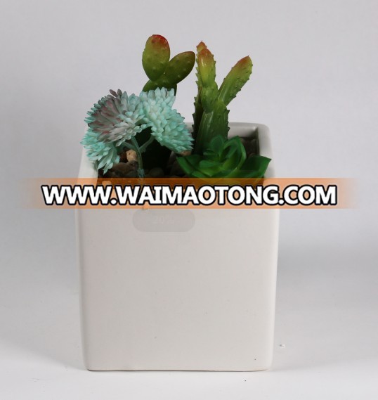 new style modern pot with nice  succulent plant in