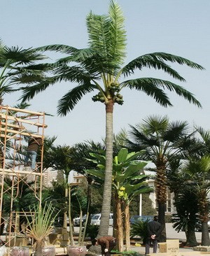 2015 shengjie artificial fiberglass king coconut tree outdoor high quality big artificial coconut tree on sale