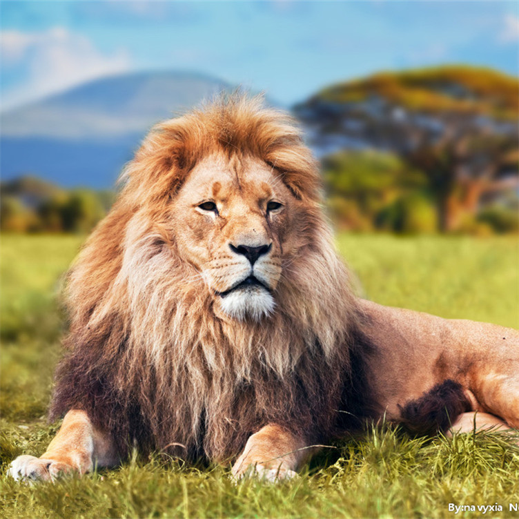 3d pictures of lion