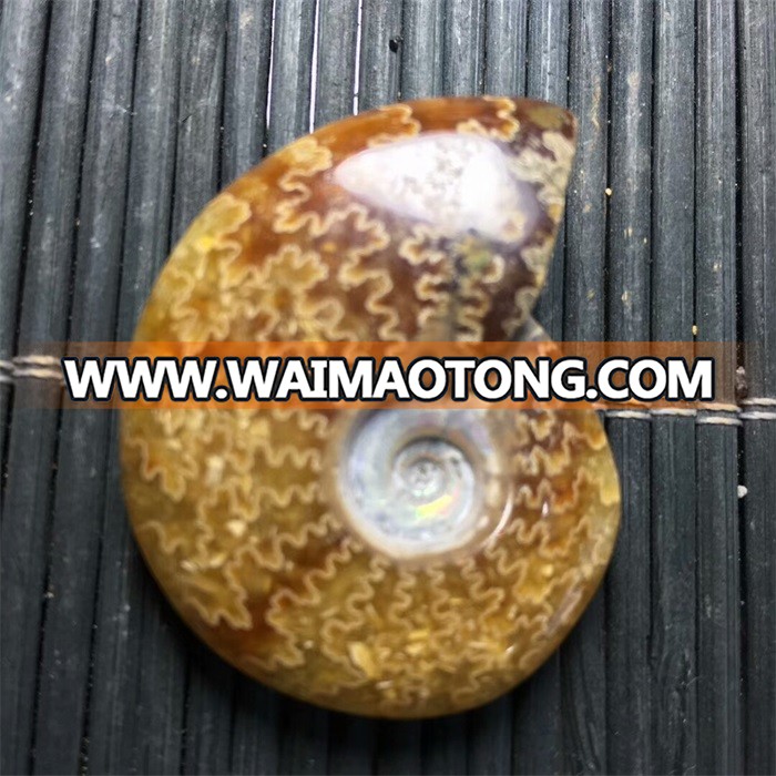 Very Beautiful Natural Subminiature Conch Ammonite Fossil For Pendant