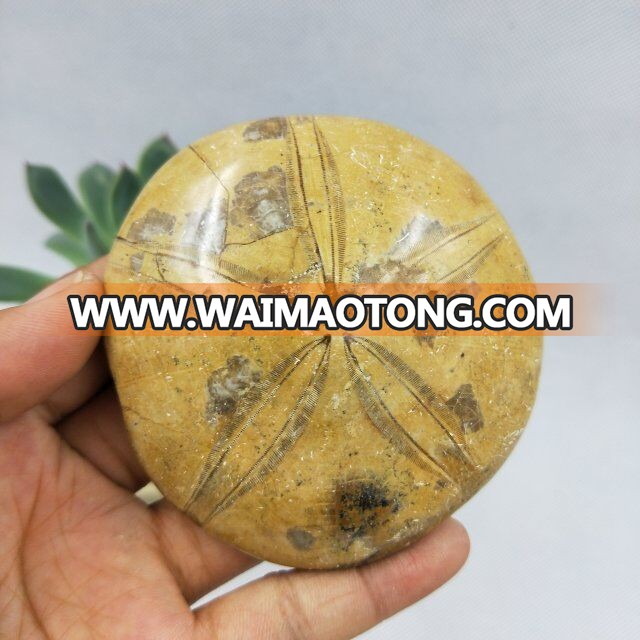 Natural Rock Polished Starfish Asteroid Fossils For Sale