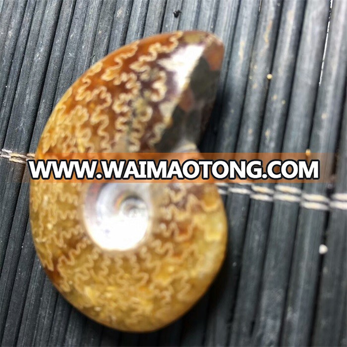 Very Beautiful Natural Subminiature Conch Ammonite Fossil For Pendant