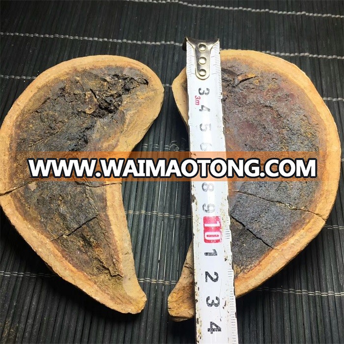 Natural Madagascar Concretion Stone Fish Fossil For Sale