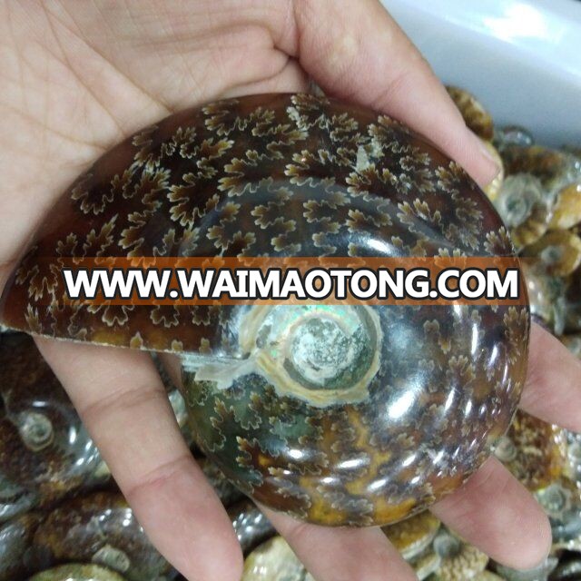 Natural Small Ammonite Fossils Stones Snail Fossils For Gift And Decoration