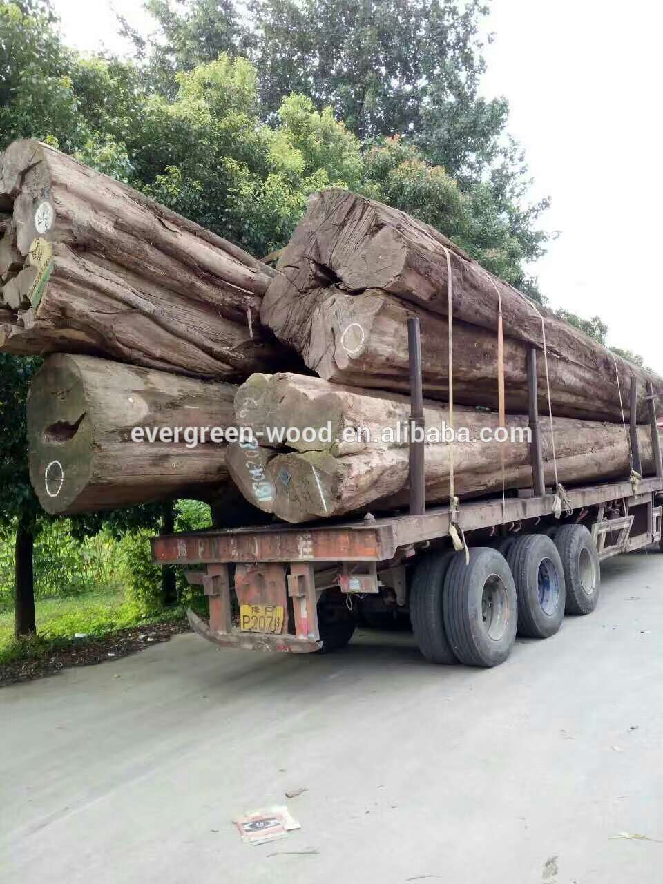 Mynmar teak round logs with gold color