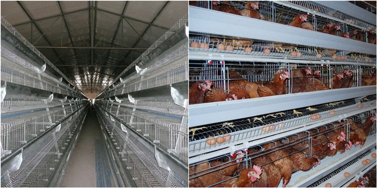 Poultry Farm Chicken Egg Laying Cages Layer Laying Hens Battery Cage