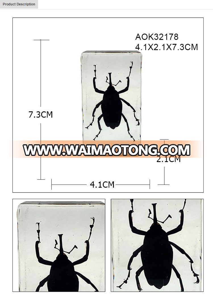 2019New product resin insect specimen clear paperweight