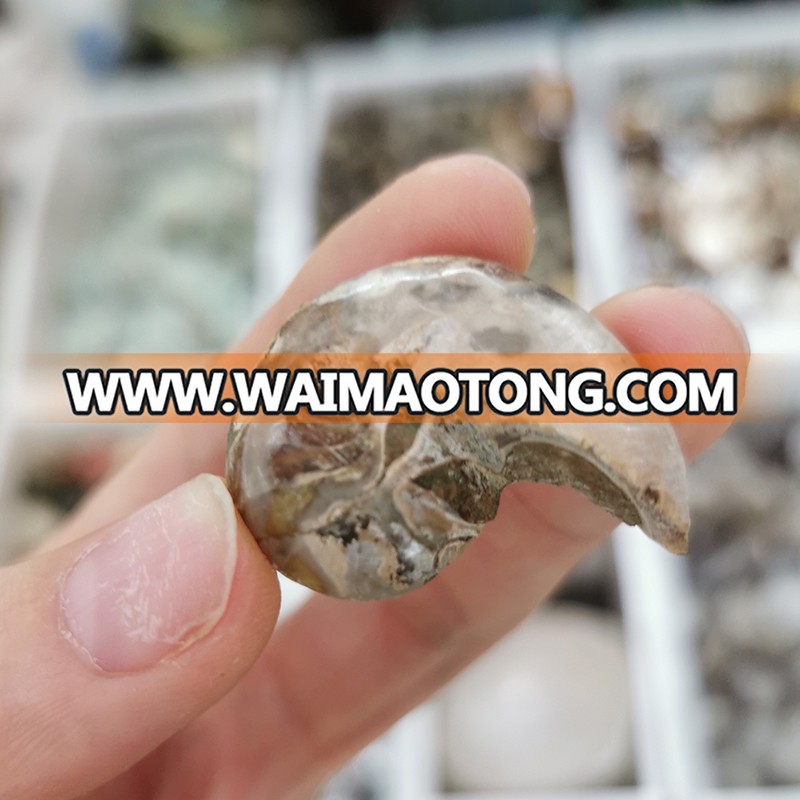 3-5CM Wholesale Natural Ammonite Fossils Jade Madagascar Conch Fossils Slices Conch Shell for Decor