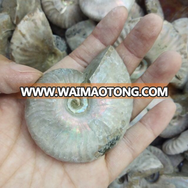 Wholesale Crystal Natural Crystal Color Snail Crystal Stone Fossil Conch Fossil Mineral Specimen