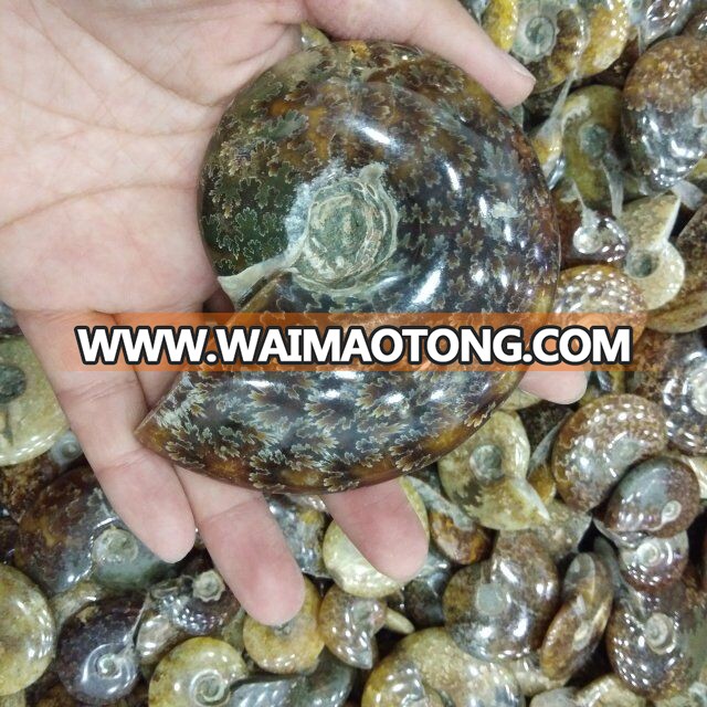 Natural Small Ammonite Fossils Stones Snail Fossils For Gift And Decoration