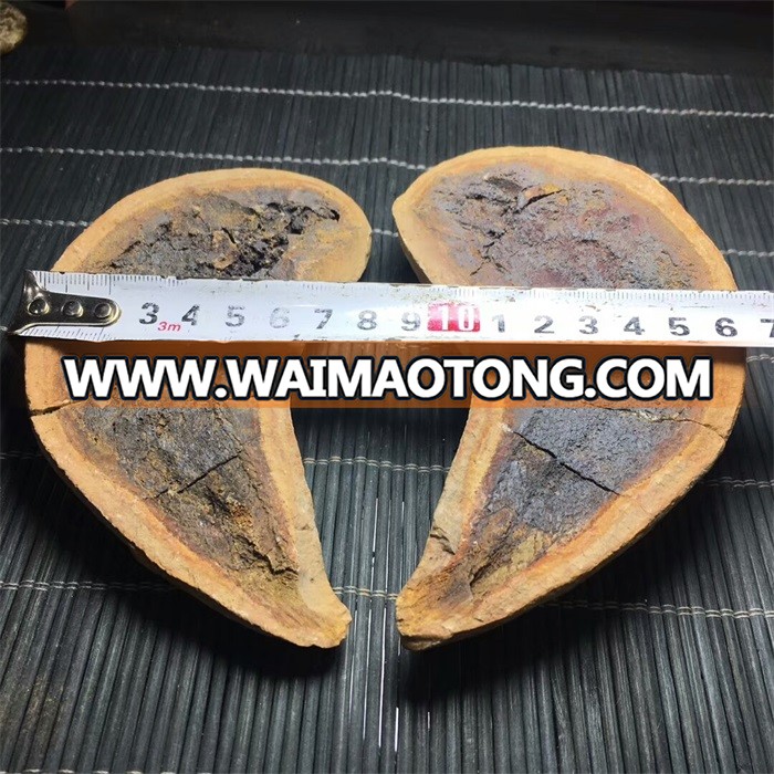 Natural Madagascar Concretion Stone Fish Fossil For Sale