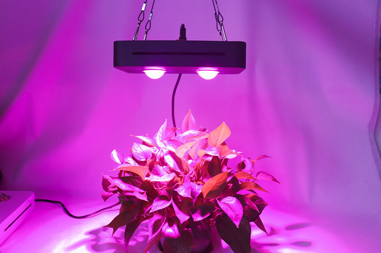 2019 new design full spectrum COB chip 300w LED plant  grow light