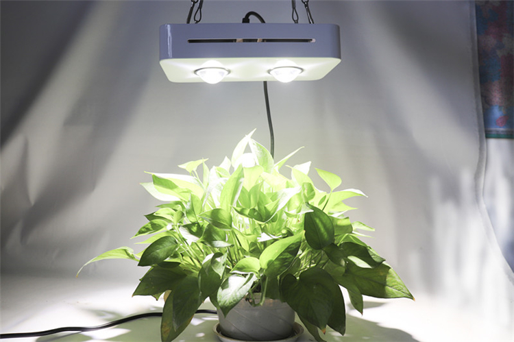 2019 new design full spectrum COB chip 300w LED plant  grow light