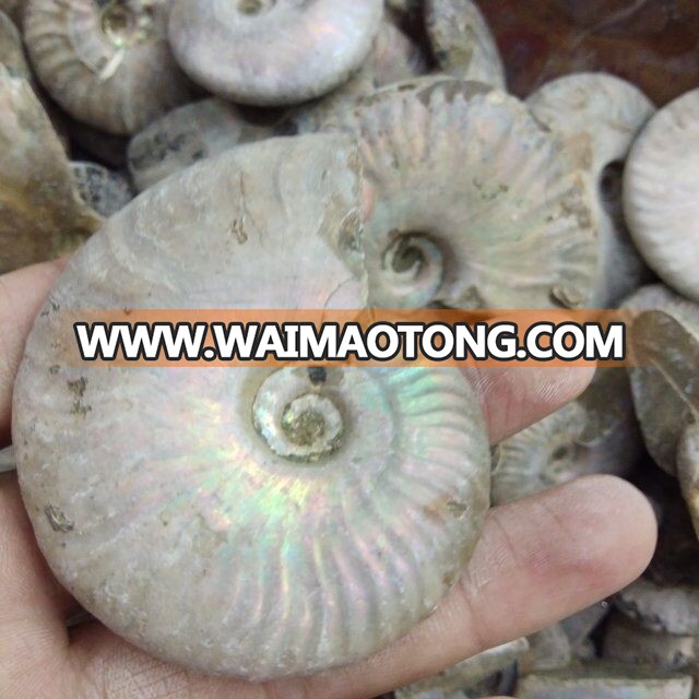 Wholesale Crystal Natural Crystal Color Snail Crystal Stone Fossil Conch Fossil Mineral Specimen