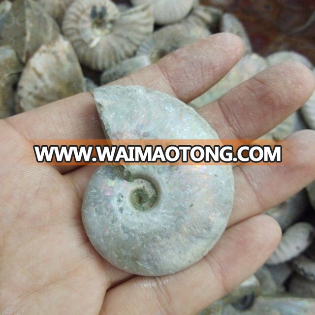 Wholesale Crystal Natural Crystal Color Snail Crystal Stone Fossil Conch Fossil Mineral Specimen