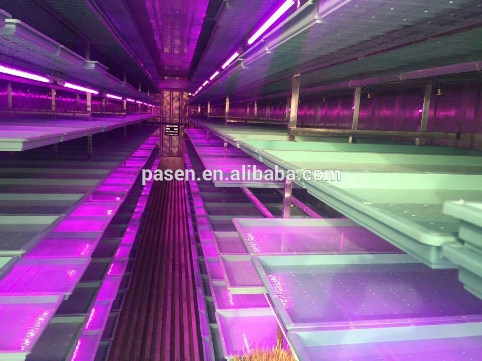 barley grass growing machine / wheat hydroponic grass seeds sprouting unit / hydroponics production system price