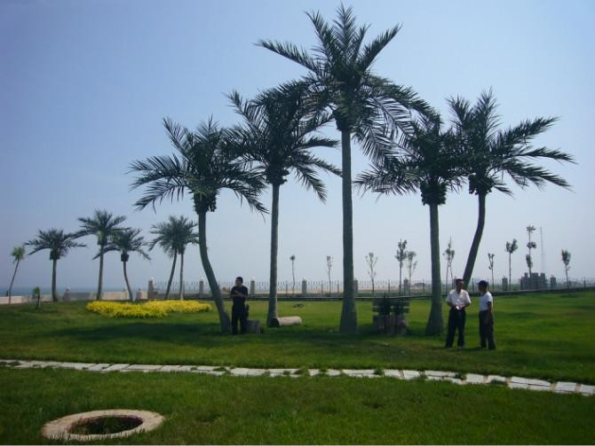 2015 shengjie artificial fiberglass king coconut tree outdoor high quality big artificial coconut tree on sale