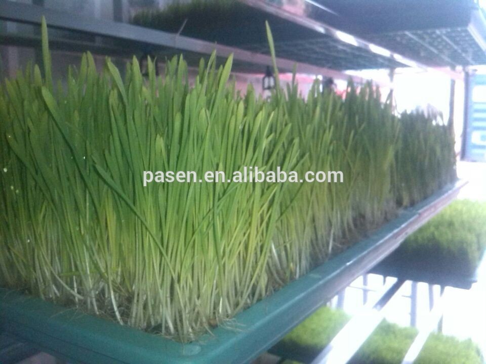 barley grass growing machine / wheat hydroponic grass seeds sprouting unit / hydroponics production system price