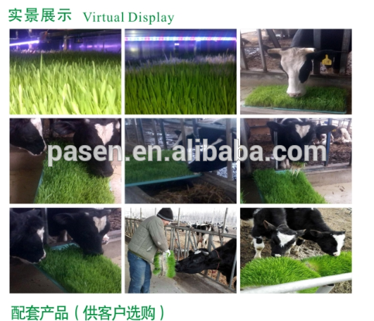 barley grass growing machine / wheat hydroponic grass seeds sprouting unit / hydroponics production system price