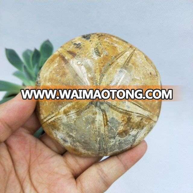 Natural Rock Polished Starfish Asteroid Fossils For Sale