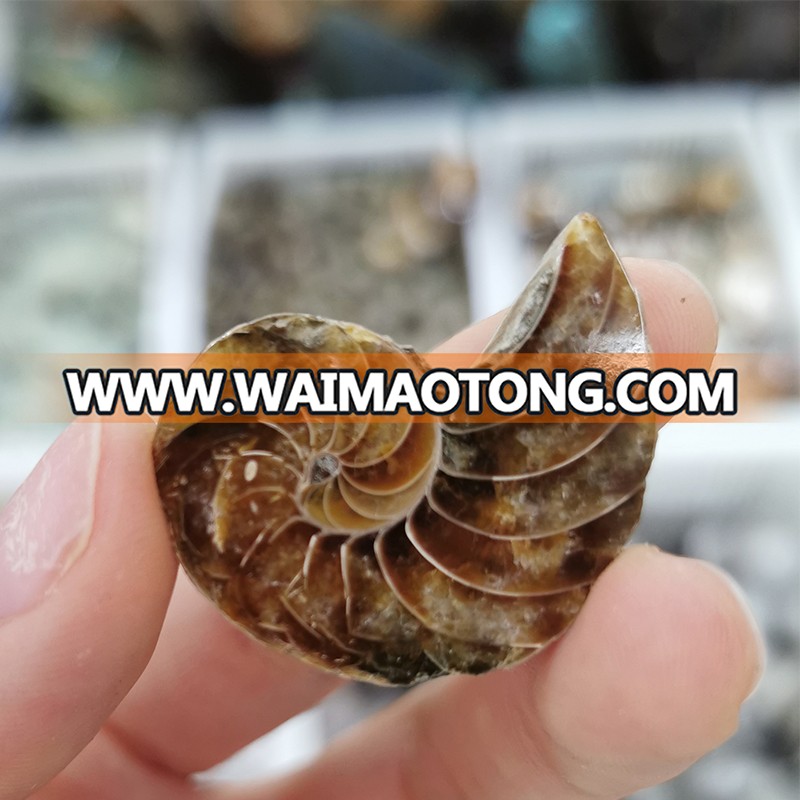 3-5CM Wholesale Natural Ammonite Fossils Jade Madagascar Conch Fossils Slices Conch Shell for Decor