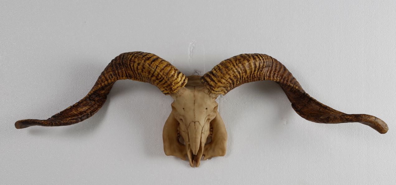 wall decoration sheep skulls poly resin material for room