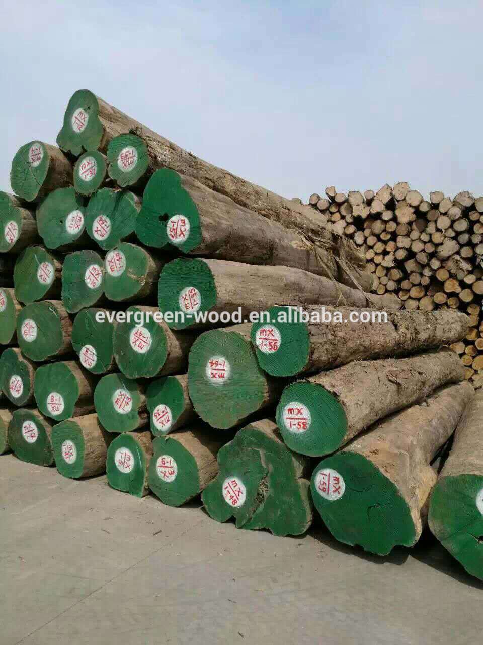 Mynmar teak round logs with gold color