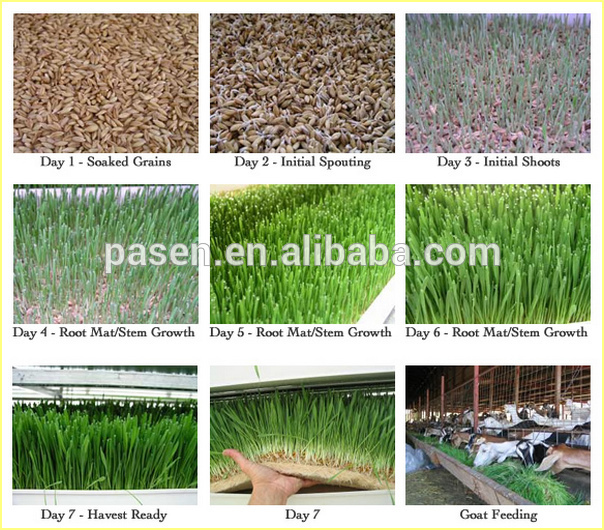 Hydroponic Barley Malting Machine /Green Grass Malting Machine for Sale