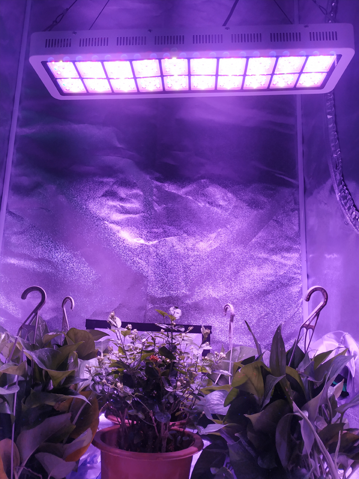 Canada Free shipping, Figolite grow 600w led grow light