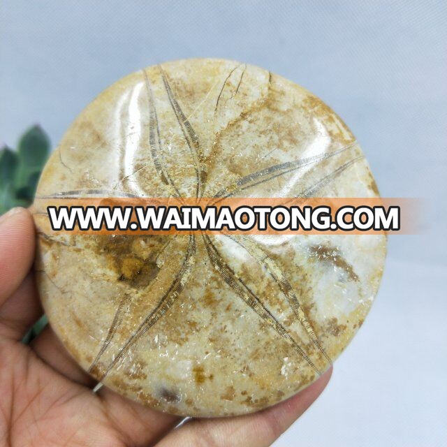 Natural Rock Polished Starfish Asteroid Fossils For Sale