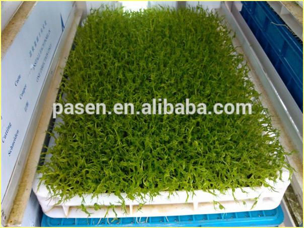 Hydroponic Barley Malting Machine /Green Grass Malting Machine for Sale