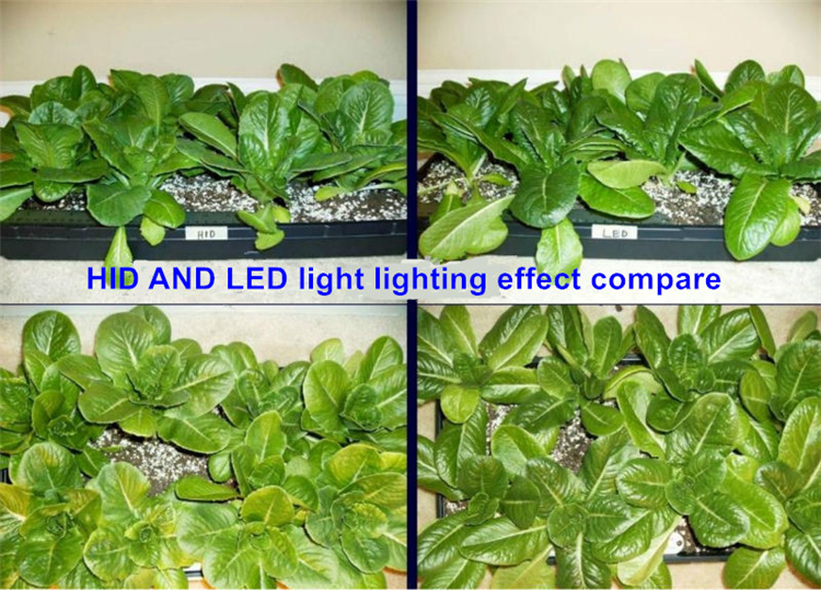 Ebay best selling Apollo 4 COB source 800w netherlands led grow light