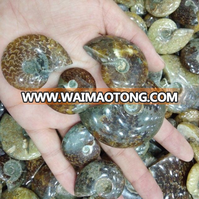 Natural Small Ammonite Fossils Stones Snail Fossils For Gift And Decoration