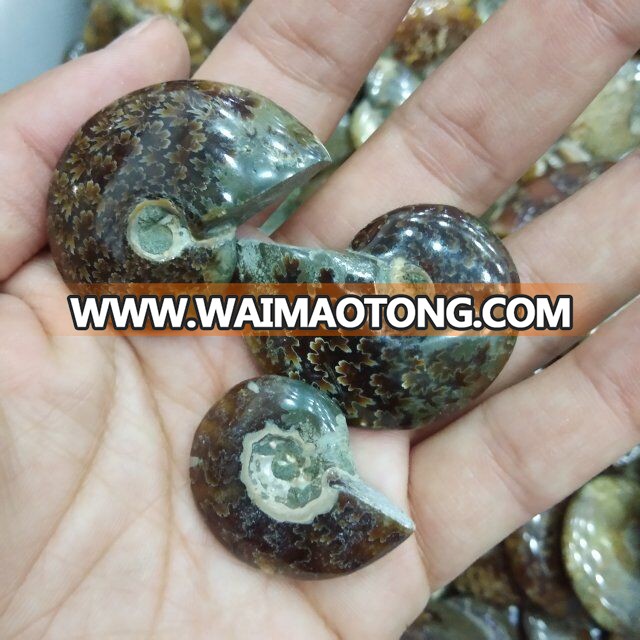 Natural Small Ammonite Fossils Stones Snail Fossils For Gift And Decoration