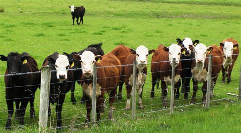 2015 Durable Firm Livestock Metal Cattle Fence,Wholesale Bulk Cattle Fence,Cattle Fence